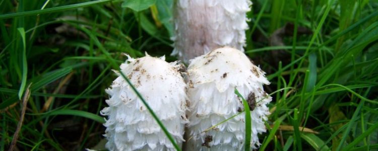 coprinus_800x600